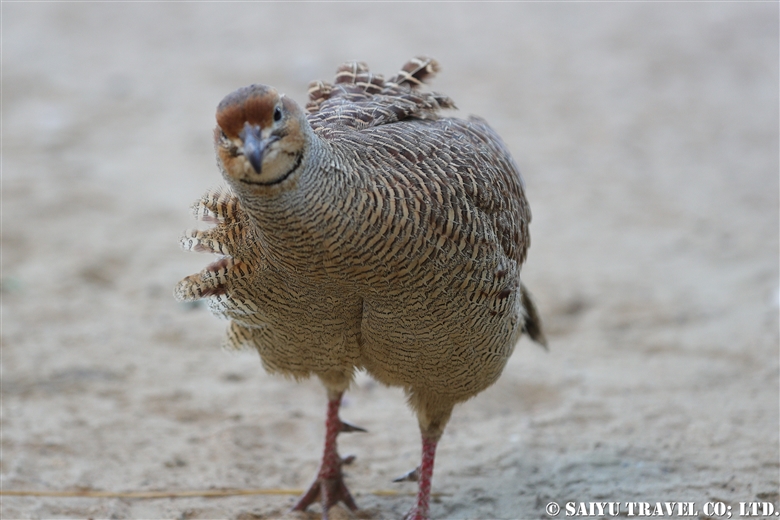 シマシャコ Grey Francolin （バロチスタン）